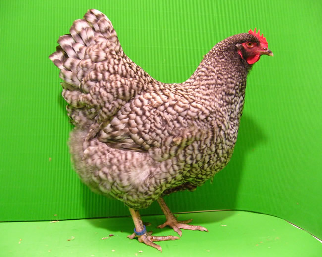Niederrheiner blausperber 